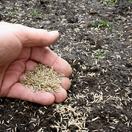 trávnik, výsev, siatie trávnika,