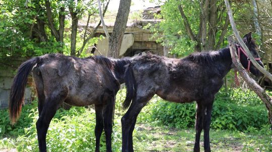 Polícia v rozpadnutej maštali v Závadke v...