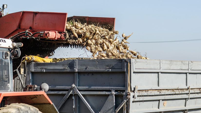 Zber cukrovej repy v katastri obce Lužianky,...
