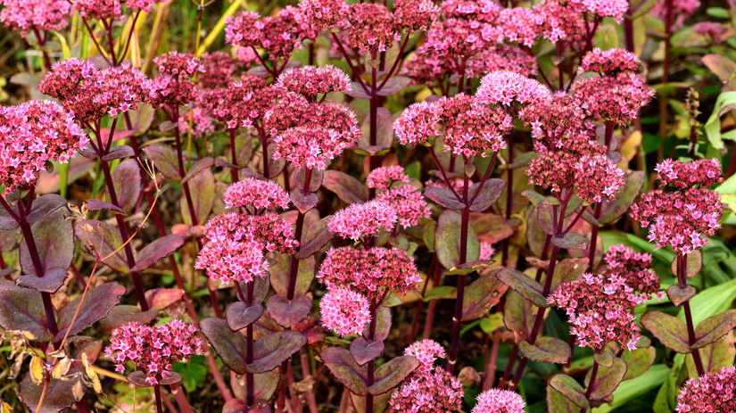 Rozchodní veľký ‘Matrona’