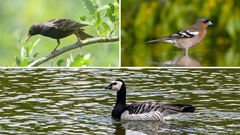 Medzi top tri najhojnejšie druhy vtákov v...