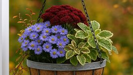 výsadba, návrh, návrh výsadby, jeseň, jesenné trvalky, jesenný balkón, NEPOUŽÍVAŤ