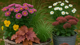 výsadba, návrh, návrh výsadby, jeseň, jesenné trvalky, jesenný balkón, NEPOUŽÍVAŤ