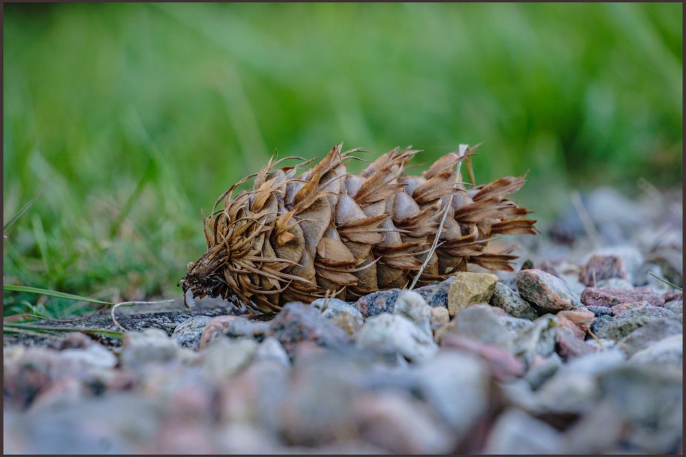 duglaska, šiška, 2687020873