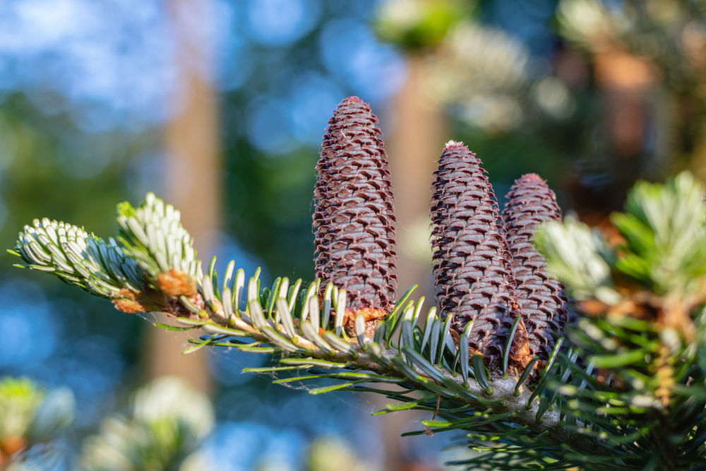 jedľa, šiška, 1098134714