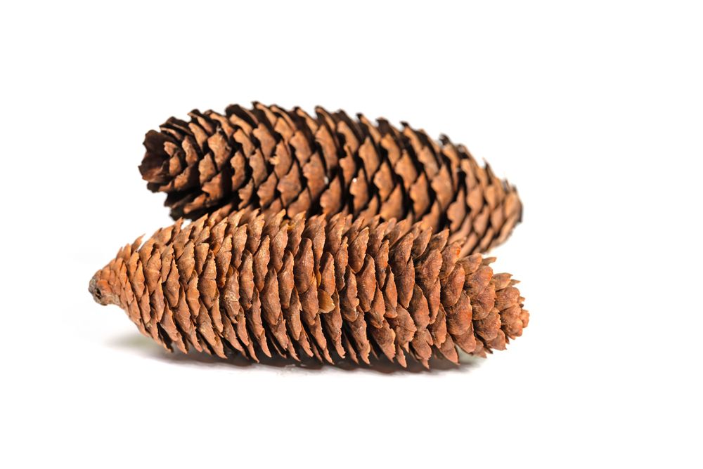 smrek, šiška, 2491708773