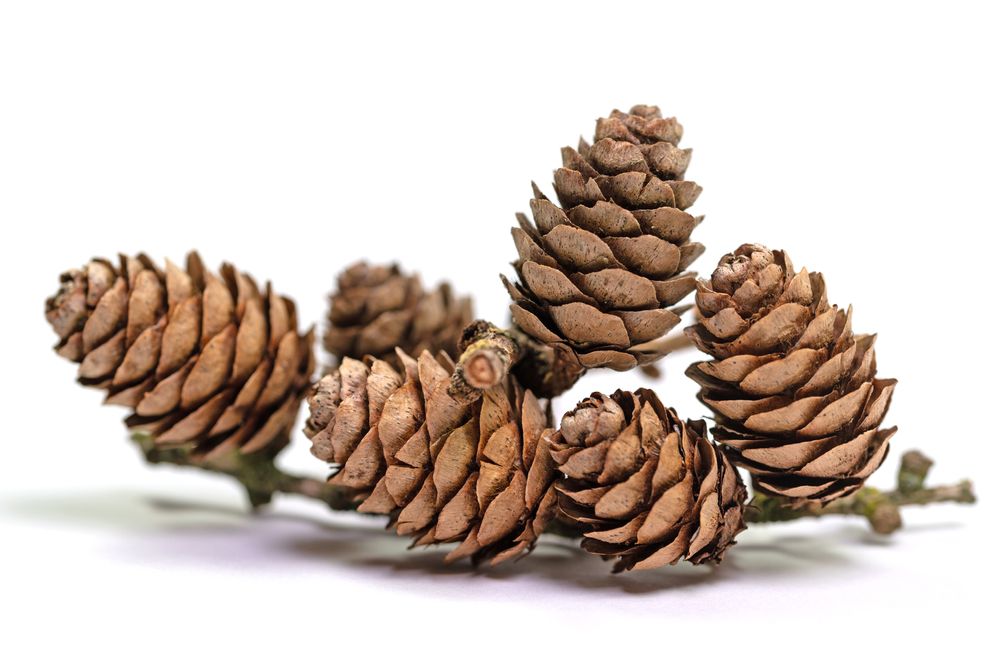 smrekovec, šiška, 2092467130