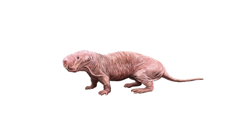 mole rat, rypoš lysý, hlodavec