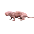 mole rat, rypoš lysý, hlodavec