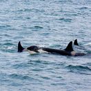 kosatky, kosatka, more,