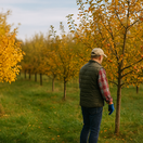 ovocný sad, ovocná záhrada, ovocné stromy, jeseň, NEPOUŽÍVAŤ