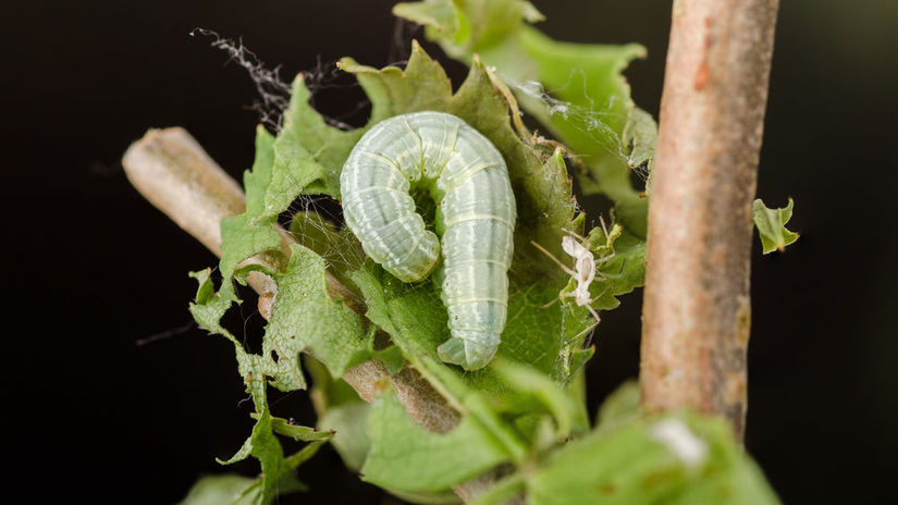 Húsenice piadivky jesennej si zo skrútených...