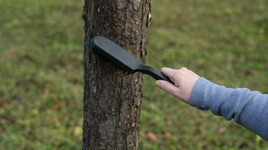Drôtenou kefou odstráňte z kmeňa zhrubnutú...