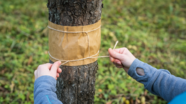 piadivka, piadivky, lepový pás, postup 4, NEPOUŽÍVAŤ