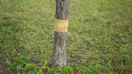 piadivka, piadivky, lepový pás, postup 5, NEPOUŽÍVAŤ