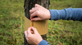 Pás priložte tesne pod prvé rozkonárenie a...