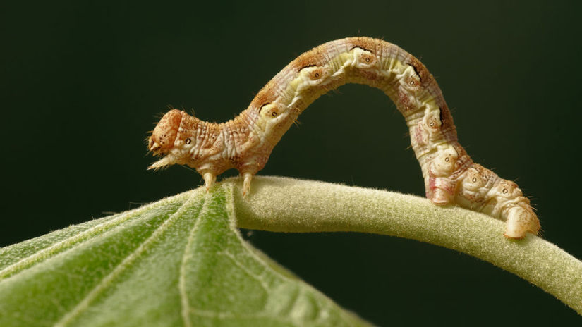 Húsenice piadivky zimnej nežijú v skupinách a...