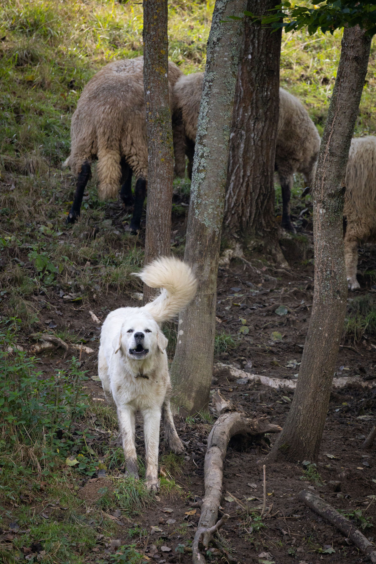 Luna ochraňuje stádo oviec Jara Lechana.