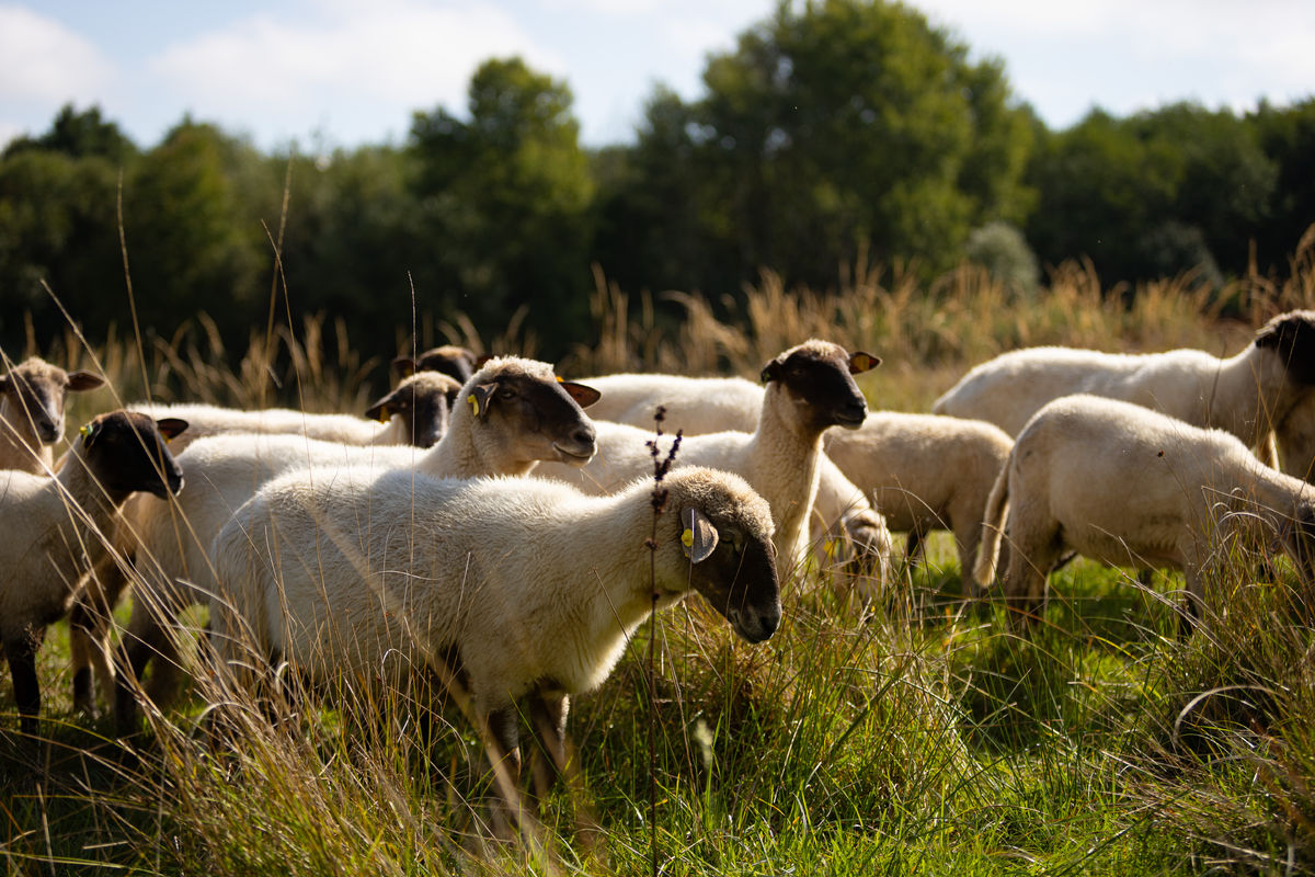 V celoslovenských štatistikách predstavujú...
