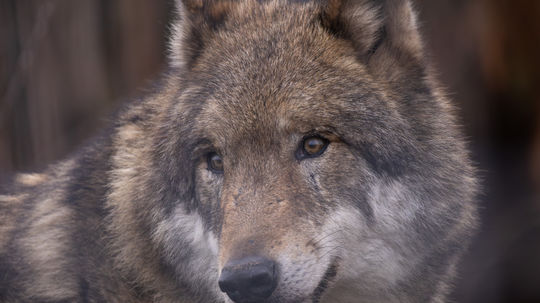 Poľovník dostal za nezákonný odstrel vlka pokutu 20 eur. Hletko: Výsmech všetkým slušným