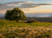 jabloň planá, Strom roka 2025, 1. miesto