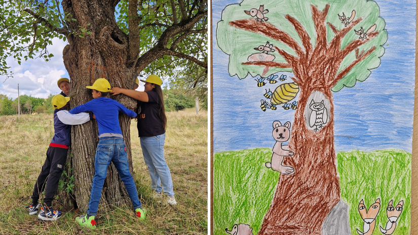 V kategórii, v ktorej sa školy mohli zapojiť...