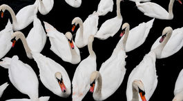 Foto týždňa: Bejrút, svetielka, labute, úroda