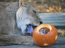 Košice zoo levica