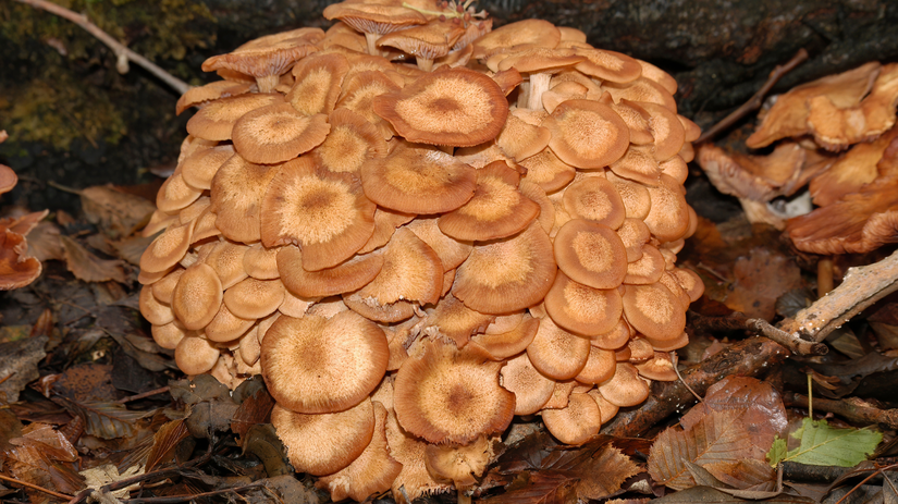 Podpňovka obyčajná