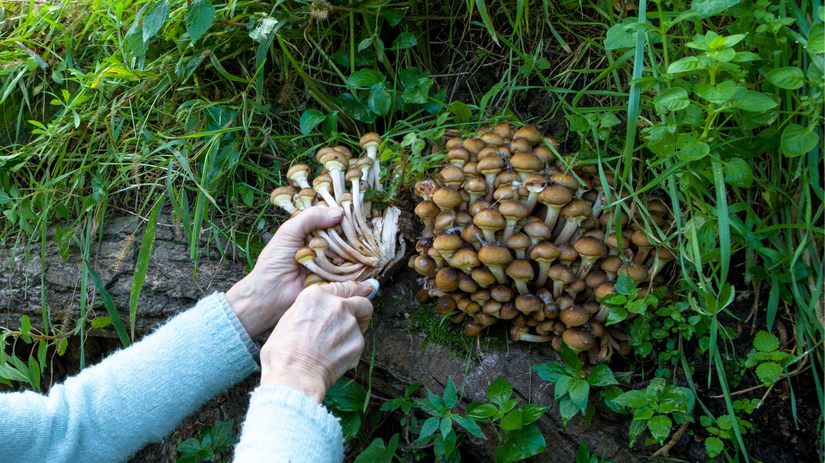 Podpňovky často rastú v naozaj veľkých trsoch.