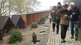 Návšteva sokoliarov z celého sveta v areáli...