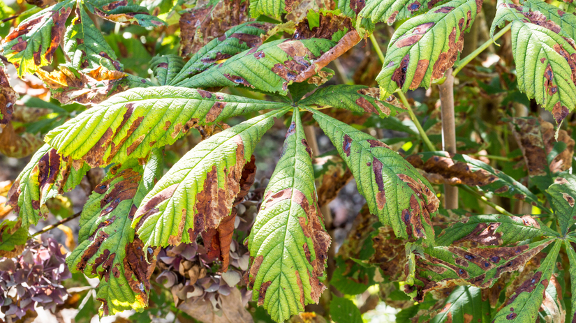 Zhnednuté a predčasne opadané listy sú typickým...