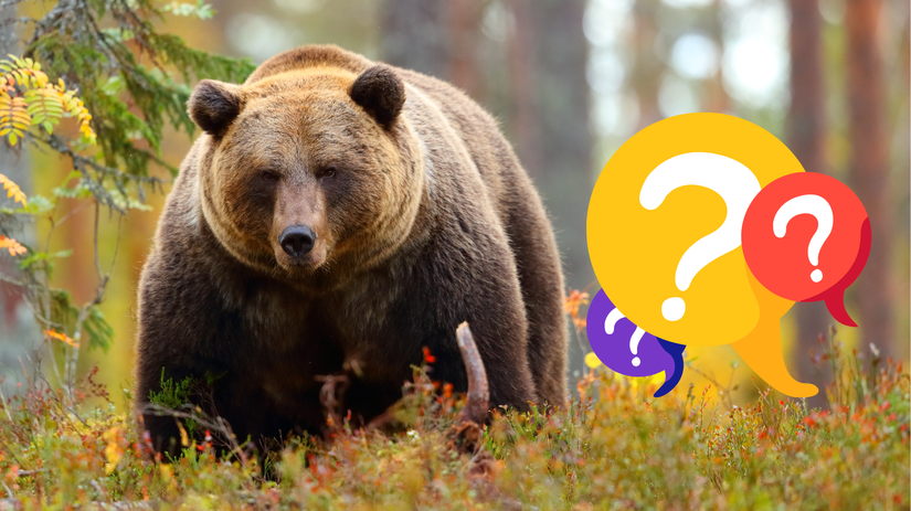 medveď hnedý, kvíz, NEPOUŽÍVAŤ