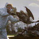 vtáčia chrípka vták žeriav