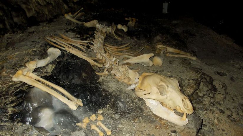Nález takmer kompletnej kostry medveďa hnedého...