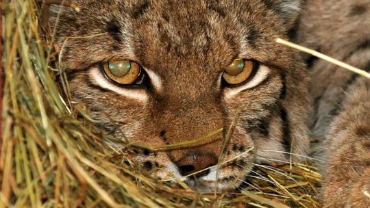 V Tatrách auto zrazilo a usmrtilo mladého rysa. Ochranári vyzývajú k opatrnosti
