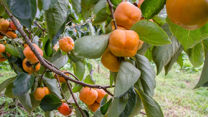 ebenovník rajčiakový, hurmikaki,