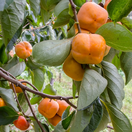 ebenovník rajčiakový, hurmikaki,