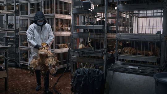 Na severe Poľska objavili ohniská vtáčej chrípky. Zlikvidovať museli celé chovy hydiny