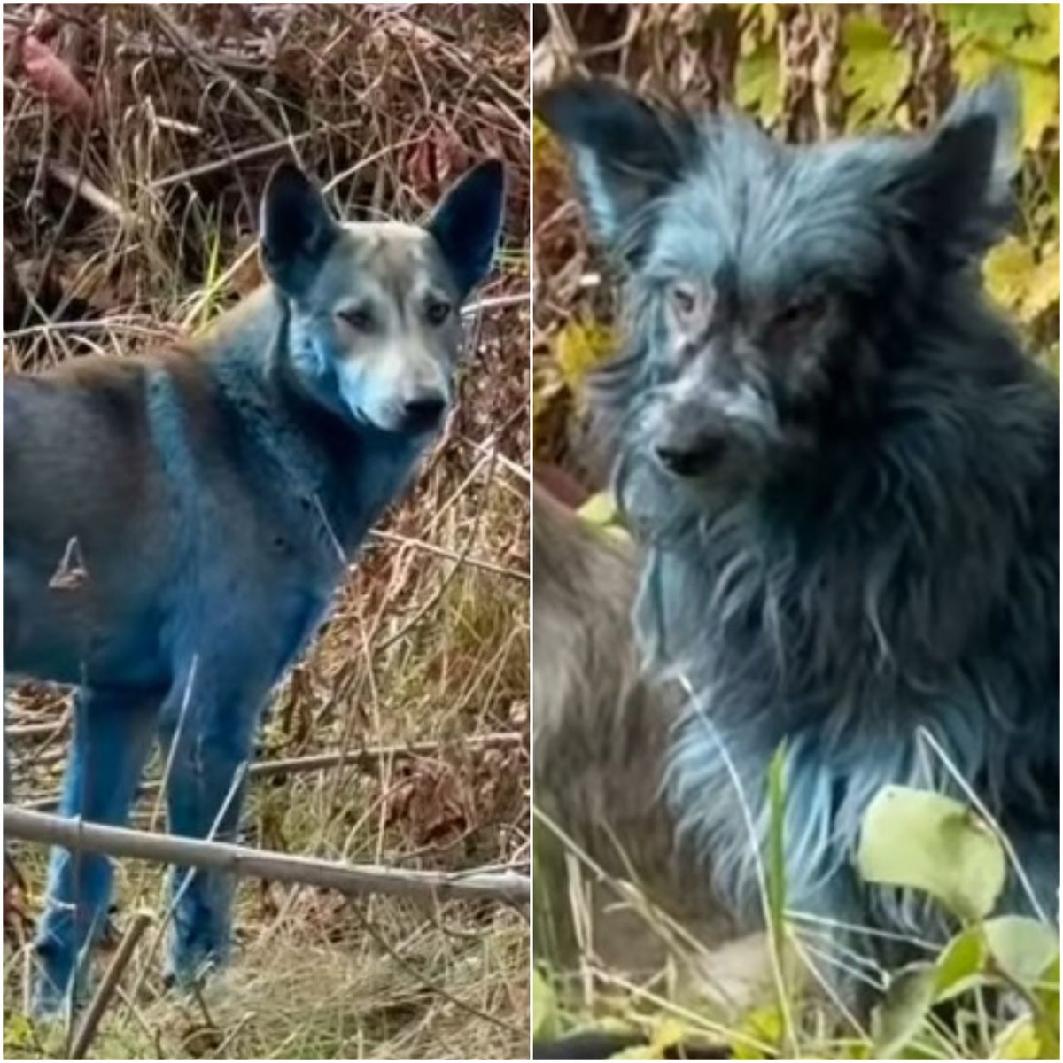 Modré psy v zamorenej oblasti Černobyľu.