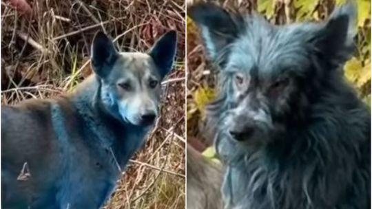 Nezvyčajné dedičstvo havárie? V zamorenom Černobyle sa túlajú modré psy