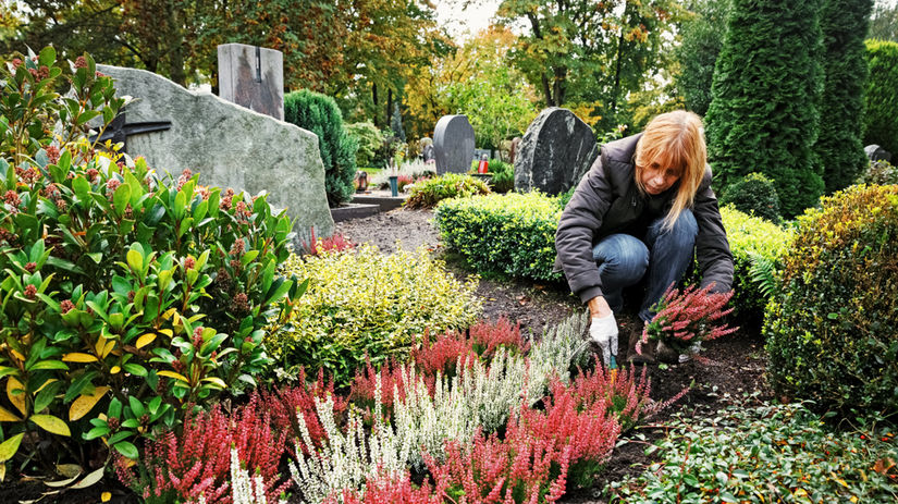 hrob, hrobové miesto, výsadba, vres, jeseň,...