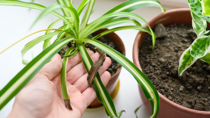 Suché končeky listov sú zväčša prejavom nízkej...