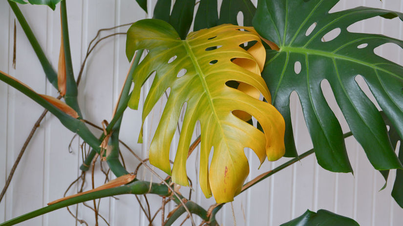 monstera, žltý list, žltnutie, 1860428677