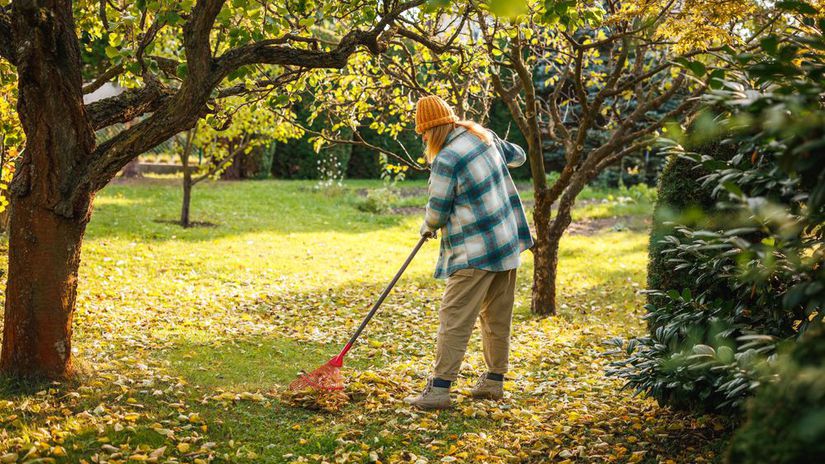 jeseň, lístie, hrabanie lístia, 2685724713