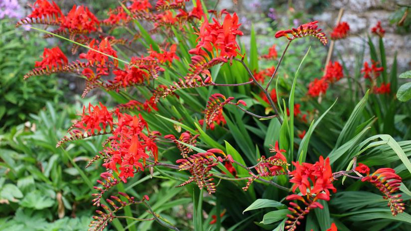 Montbrécia odroda Lucifer