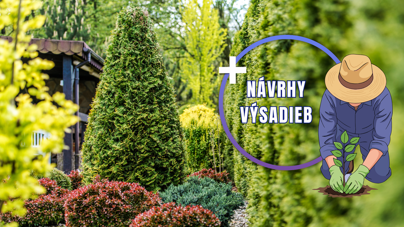 tuja, návrhy výsadieb, grafika, NEPOUŽÍVAŤ