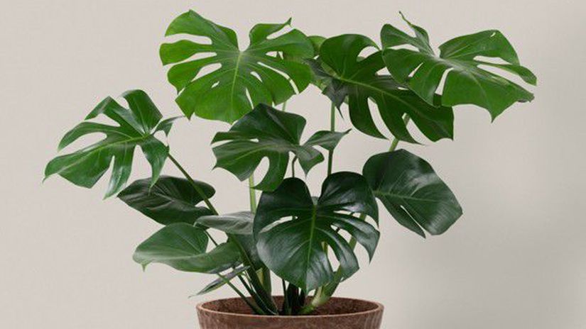 Monstera