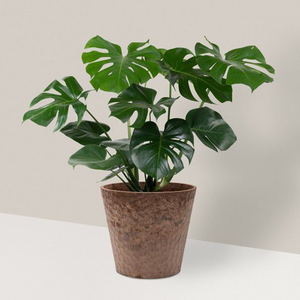 monstera