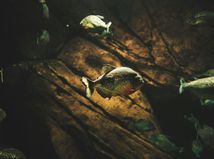 Horor na pláži. Pirane zaútočili na...